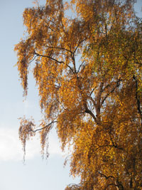 tree